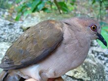 White Tipped Dove